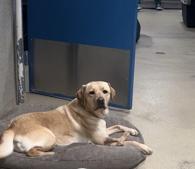 Female yellow Labrador Natasha is laying on a bed in the kennel center section, facing towards the camera. She has a Nylabone positioned between her paws.