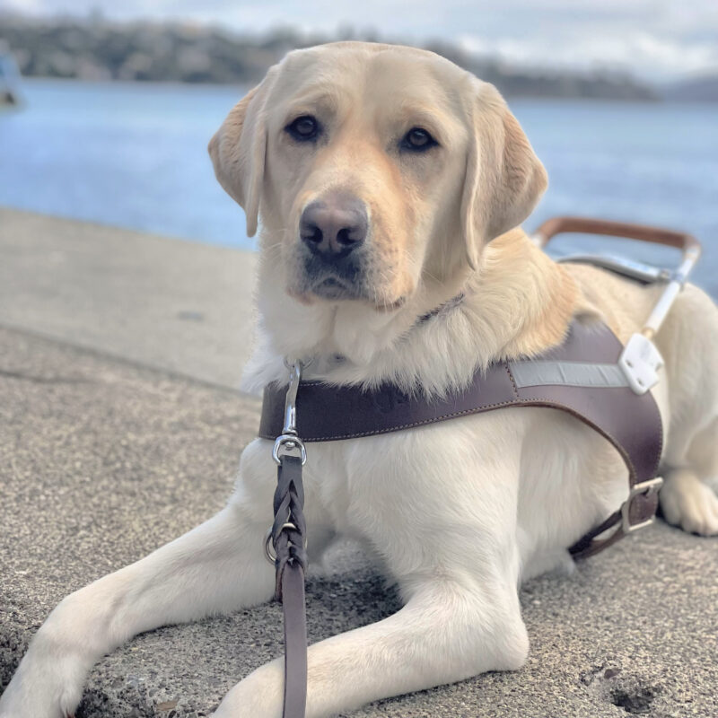 Female yellow Labrador Parrot is posed in harness laying on a cement wall with a blurred view of the San Francisco Bay in the background. She is looking very professionally straight at the camera.