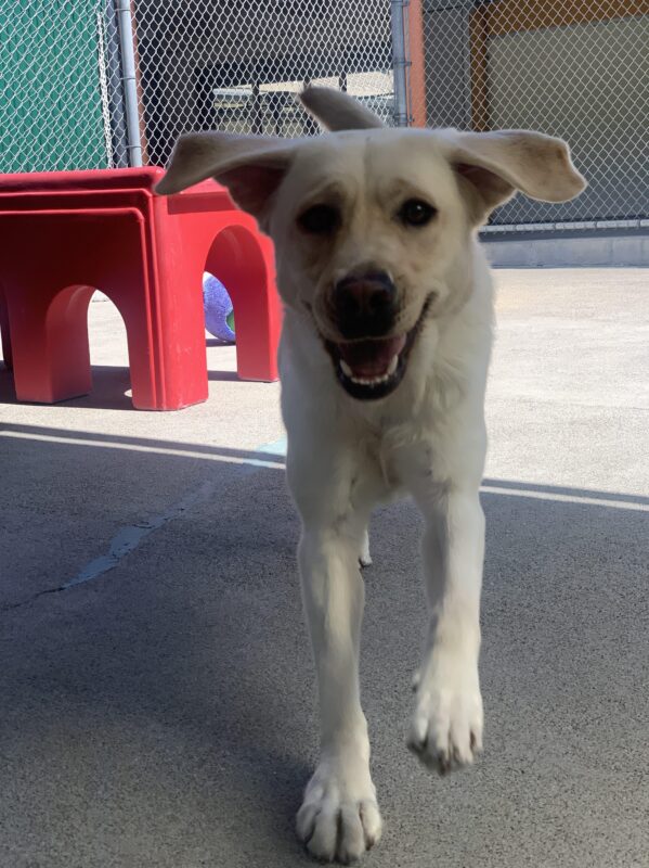 Female yellow Labrador Parrot is caught in action running straight towards the camera while having fun in a play yard. Her mouth is wide open, as if she's smiling, and her ears are flapping out to the side of her face.
