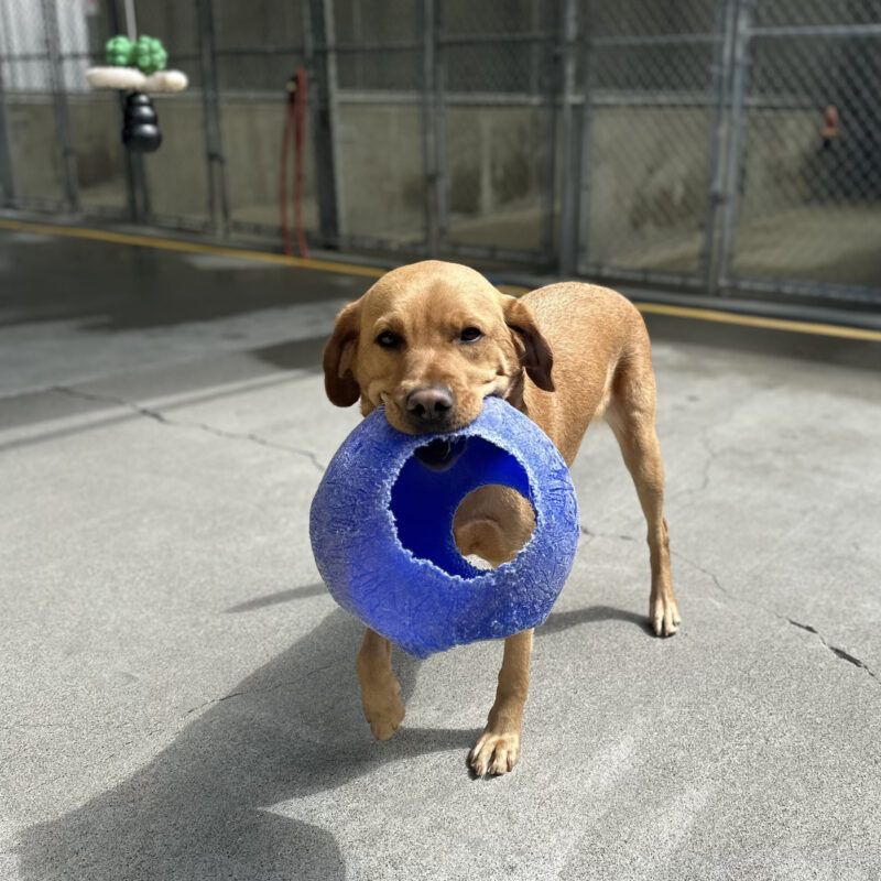 Couscous is holding a blue jolly ball while playing in community run.