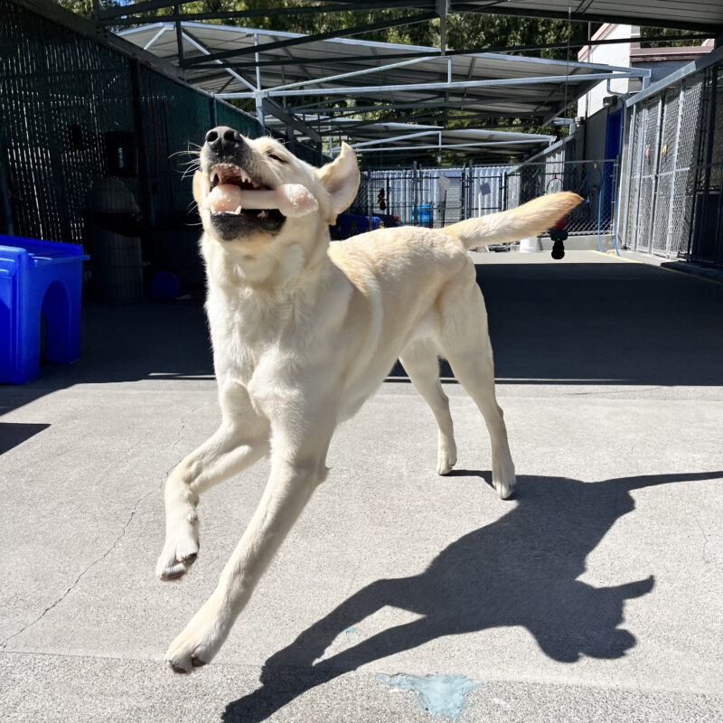 Ken is holding a bone in his mouth while running in community run. Play structures are seen in the background.