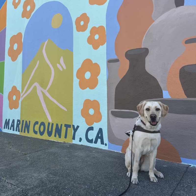 Plume is sitting in harness in front of a colorful mural.