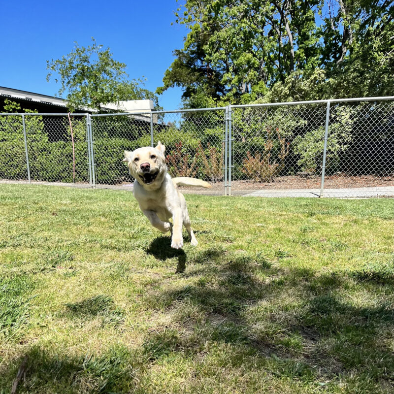 Plume is playing in a grass paddock. Bright green trees and grass are in the background.