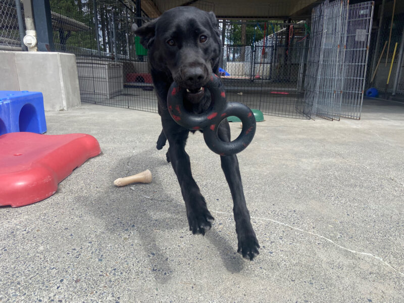 Houston runs gleefully towards the camera while holding a figure eight shaped tug toy in the community run area. There are various fences and colorful play equipment in the background.