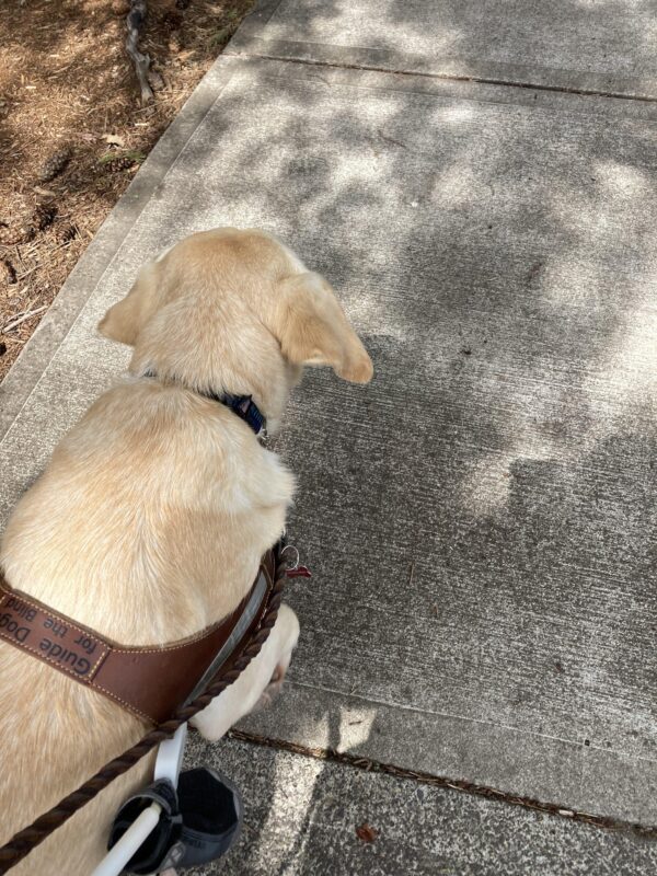 Yellow Lab is shown from the top down while working in harness along a sidewalk.