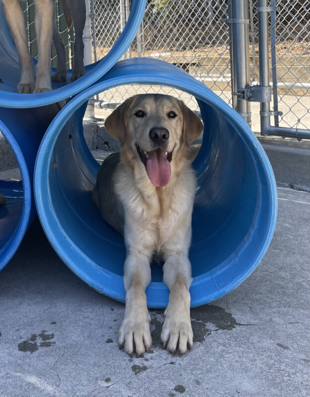Photo is of Folklore lying down in a blue tube in community run. He is smiling at the camera with his tongue hanging out