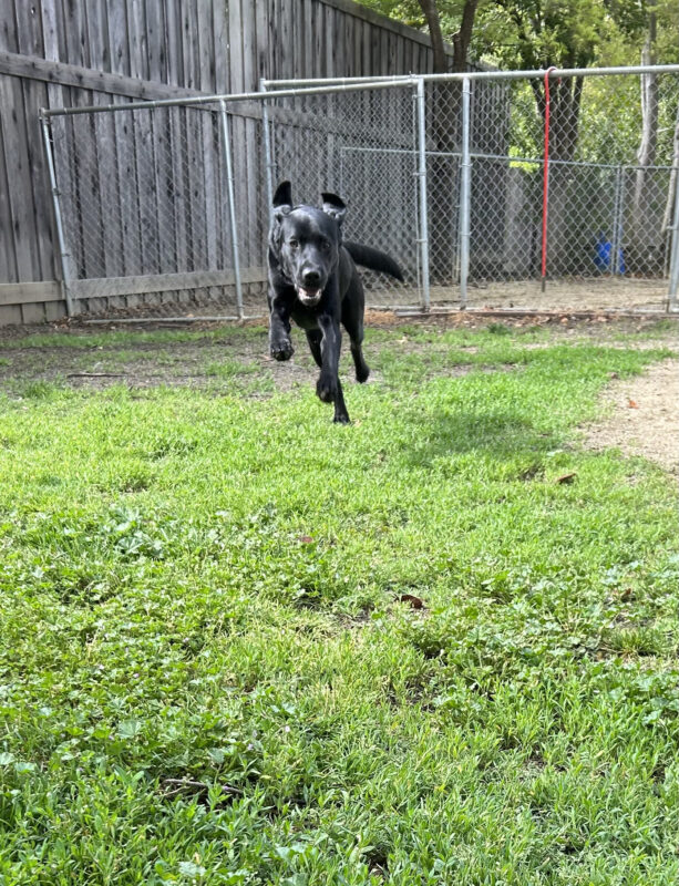 Junior has all feet off the ground as he bounds happily towards the camera with his ears flying out behind him. Bright green grass is under him with a wooden and chain link fence around him.