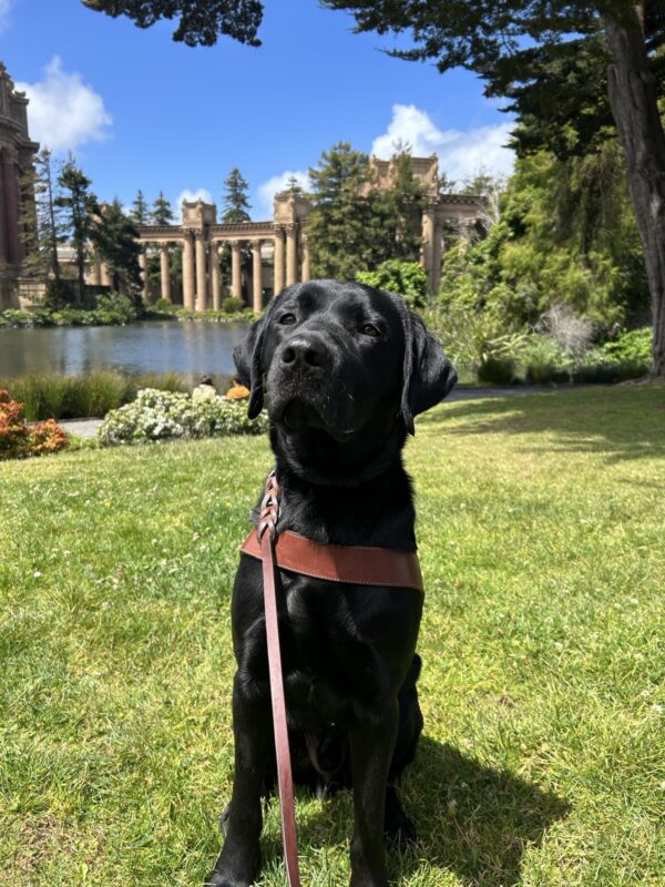 Junior sits in his harness looking right at the camera. Bright grass surrounds him with a blue sky and beautiful building structure behind him.
