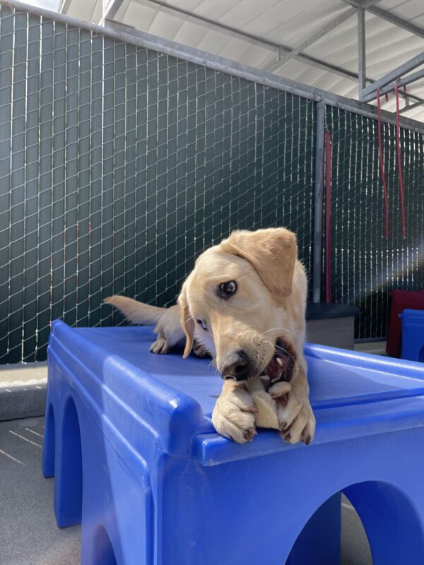 Photo is of Folklore lying on a blue play structure in community run, looking to the left as he chews a bone
