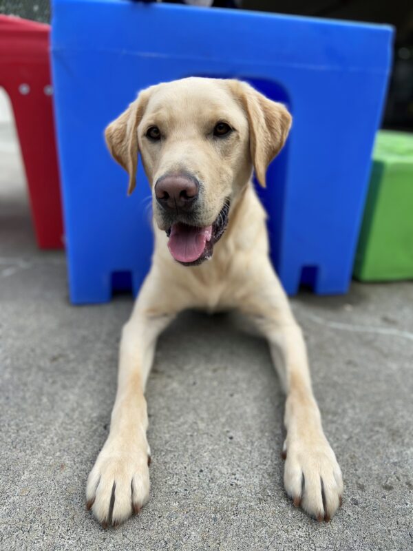 Adam lays inside a blue tunnel in the community run area. His mouth is open and ears are up as he stares at his handler wondering if he will get a kibble.