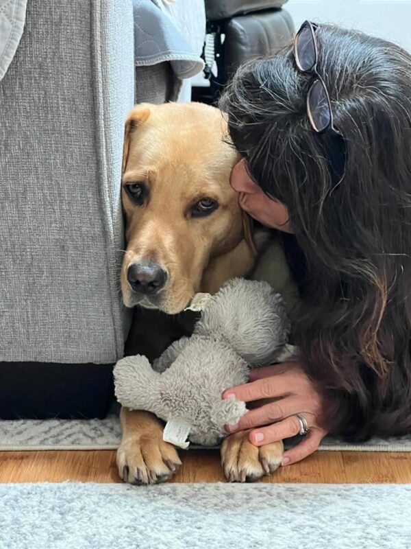 Yellow Lab Anderson laying down with a woman, she's holding a stuffed toy and giving him a kiss on the cheek.