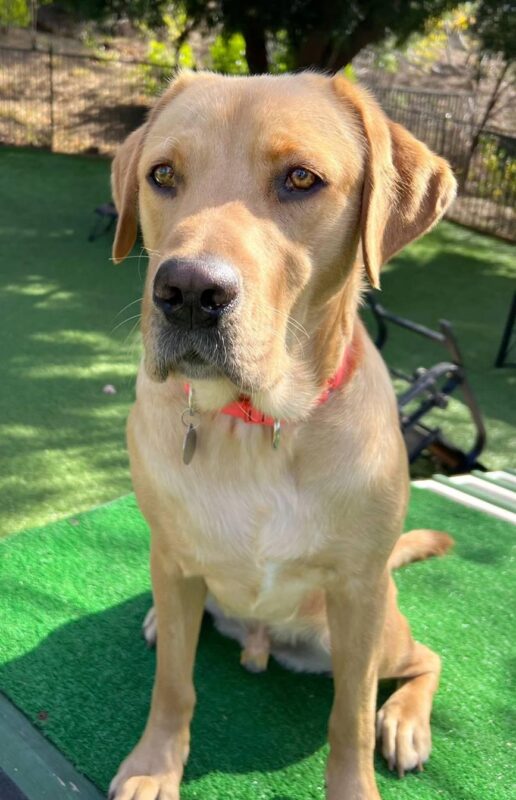 Yellow Lab Anderson wearing a red collar sitting nicely for the camera.