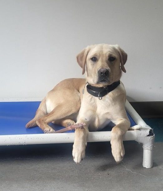 Yellow Lab Annika lies on a blue dog bed looking at the camera with a Nylabone beside her