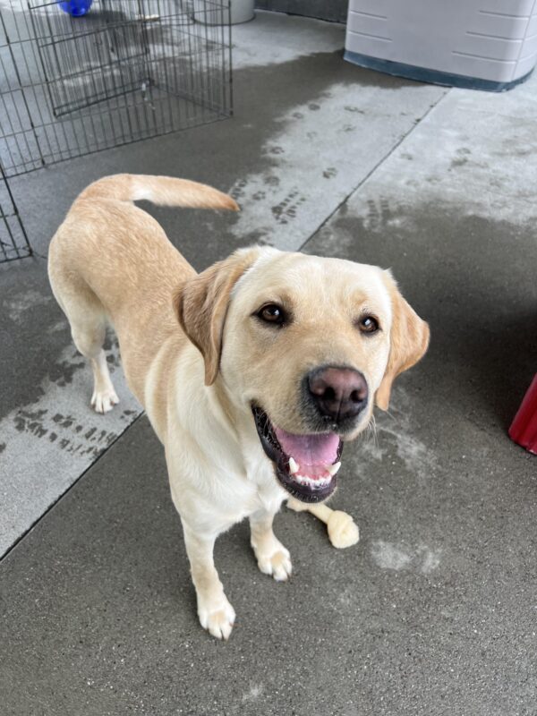 Apricot is standing looking at the camera with her mouth open, she appears to be smiling with her tail mid-wag. Next to one of her feet is a Nylabone.