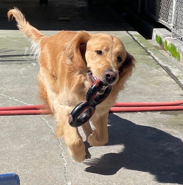 Balousky is running in a fenced in, enclosed space while holding a rubber toy.