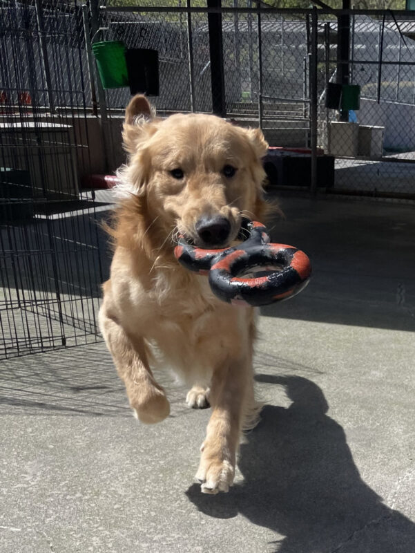 Golden Retriever Brinker is happily romping in the community run area with a black and red rubber tug toy in his mouth.