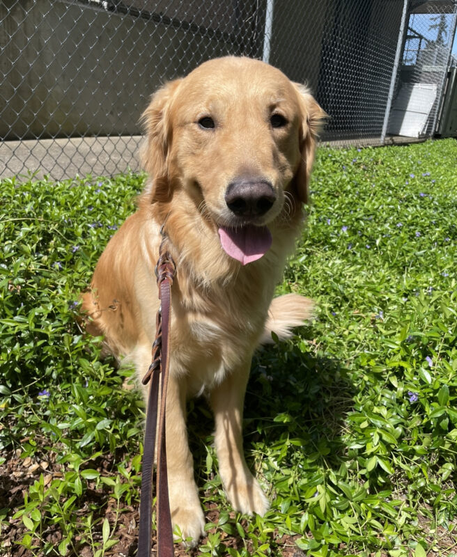 Beautiful Golden Retriever Brinker is sitting in a patch of lush, green ground covering. He has his tongue sticking out in a magnificent Golden grin!