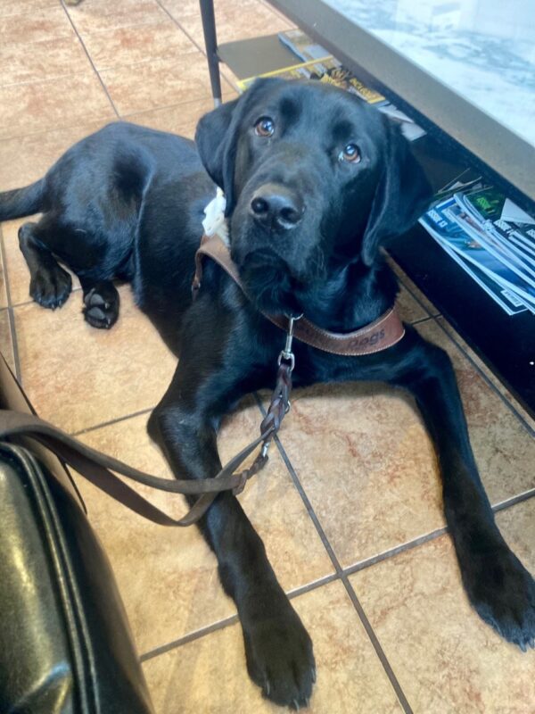 Busby is laying down patiently waiting to resume work. He is in harness and looking at the camera.