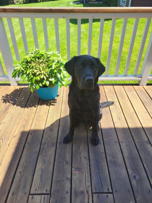 Busby is at his foster care provider's home enjoying some Oregon Sunshine! He is sitting on a wood deck looking at the camera with grass in the background.