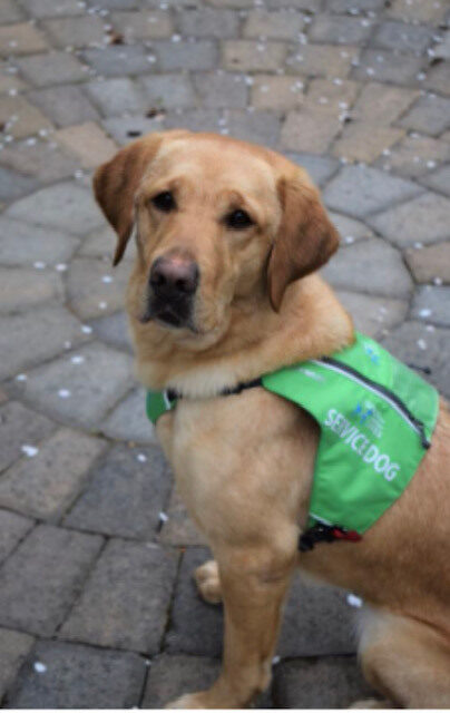 Yellow Lab Chloe sitting. She's wearing her green hearing dog vest.