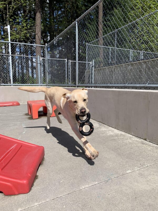 Male yellow lab Danish is running towards the camera with a black tug toy in his mouth. Several red play structures can be seen in the back.