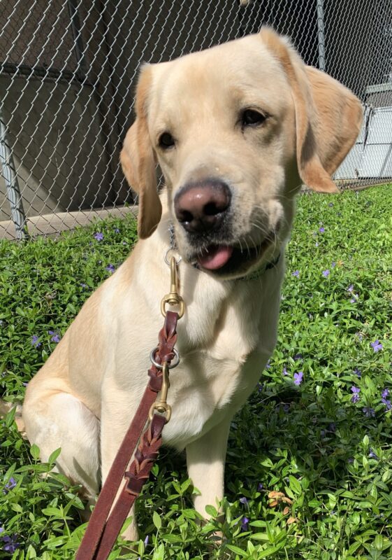 Male yellow lab Danish is sitting in a patch of deep green plants with purple flowers. Danish is looking slightly to the left of the camera, with his tongue sticking out a tiny bit.