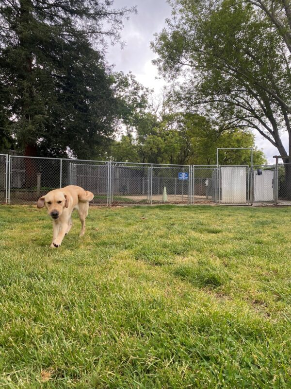 Dino is captured here frolicking towards the camera in the grass paddock. His ears are fully fanned out and his tail is mid wag.