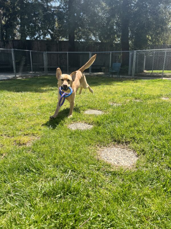 Dojo is pictured out of harness, running around one of our grass paddock areas. The picture captures him mid-jump flying through the air while holding a three-ring tug toy in his mouth. He stares at the camera as his ears flop in the air!