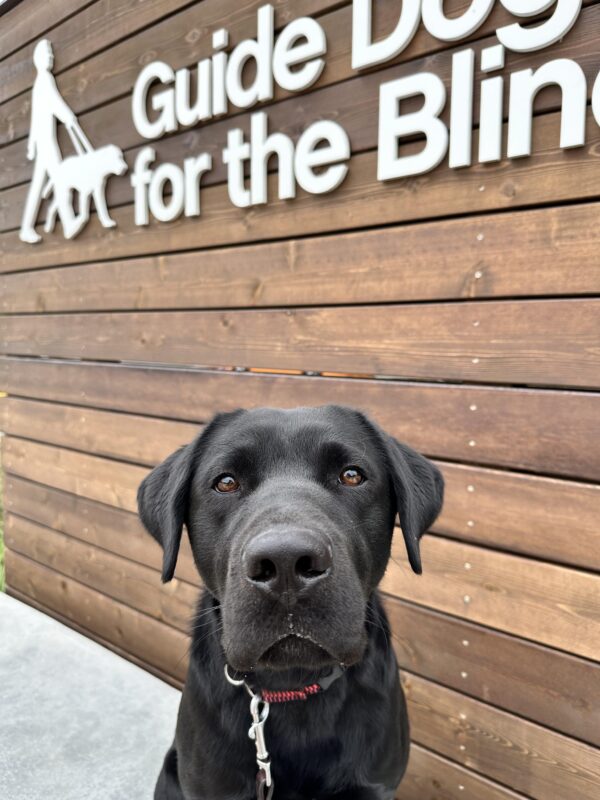 Dudley with his soulful eyes looking at the camera under the Guide Dogs For The Blind Sign on wooden backdrop