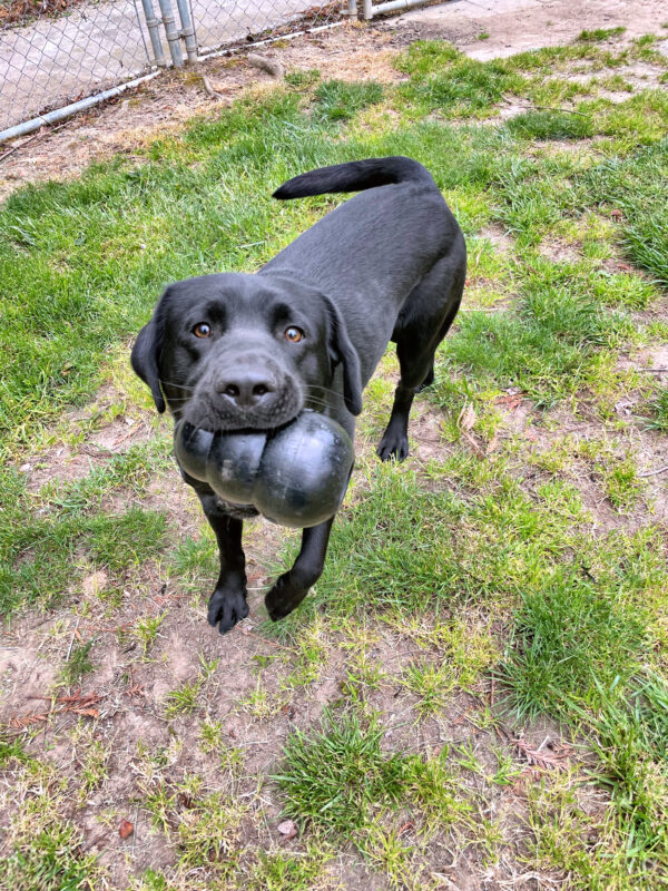 Dudley pictured in a grassy play area, holding a kong in his mouth, with his tail mid-wag.