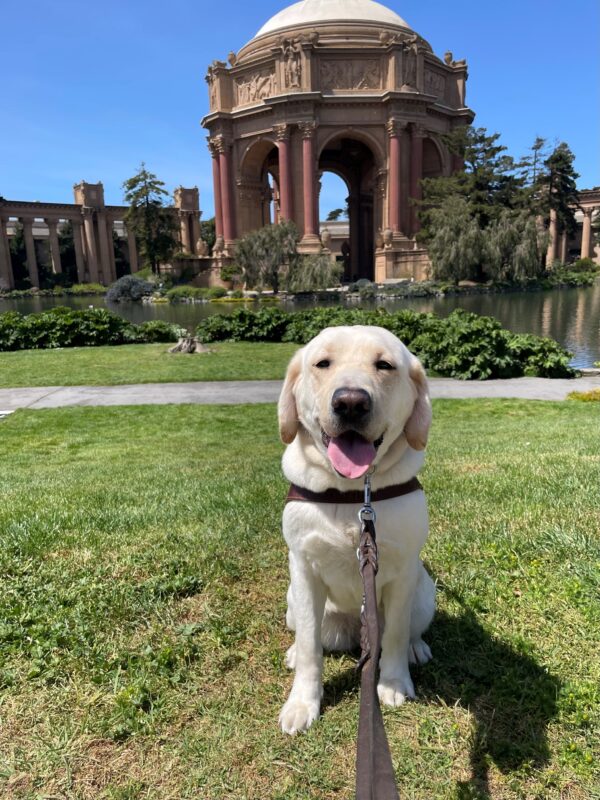 Eleanor is sitting in harness on the grass at the Palace of Fine Arts. She is facing the camera, smiling with her tongue out. The Palace of Fine Arts is in the background with a clear blue sky above.