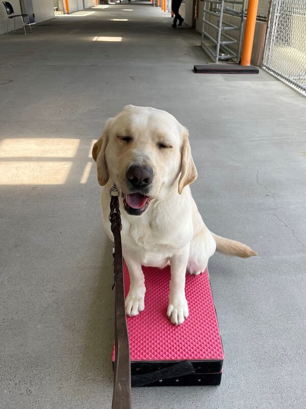 Eleanor is pictured sitting on a red pedestal in the kennel hallway of our California campus. Her eyes are closed with her head slightly tilted to the right, and she is smiling at the camera.