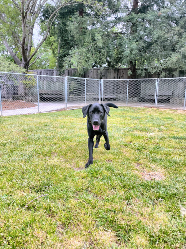 Here He Comes! - Falco sprinting looking directly into the camera in a fenced in, grassy yard.  Falco's flopppy ears outline his sweet face.  His left leg is in active motion as he runs toward the camera.