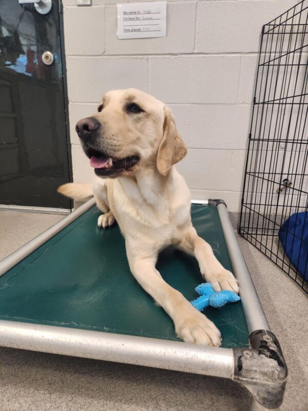 Felton lies down on a blue Kuranda bed with a blue Nylabone. He is looking off camera with his mouth agape and tongue sticking out slightly.