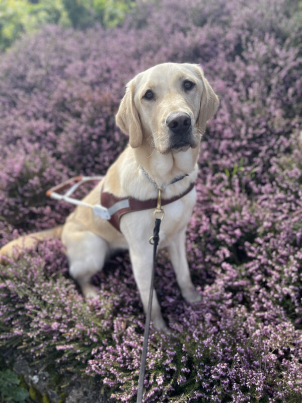 Yellow short haired Labrador/Golden Retriever cross, Foxtrot sits in a patch of purple flowers, wearing her harness.