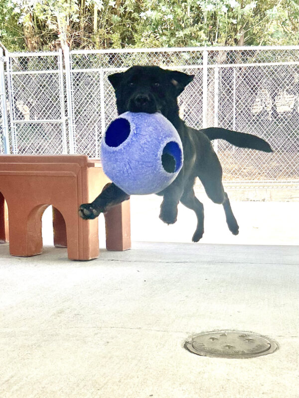 Black lab Monk is running towards the camera with a large, blue Jolly Ball in his mouth. He is mid leap and all four paws are off the ground.