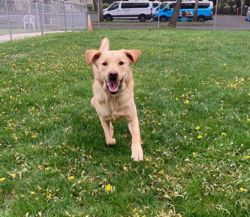 Gabe runs towards the camera in a fenced-in grassy field with yellow dandelions. He is mid stride with an excited expression on his face.
