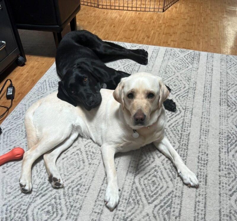 Yellow Lab Gadget lays on a patterned rug while a black Lab friend rests their head on Gadget's back.