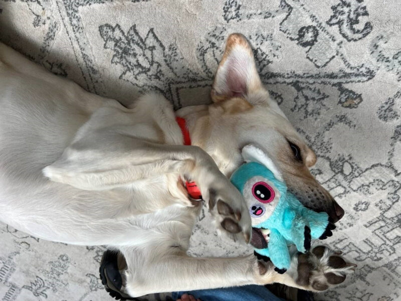 Yellow Lab Gadget lies on her back, paws in the air, playfully holding a cute blue toy in her mouth
