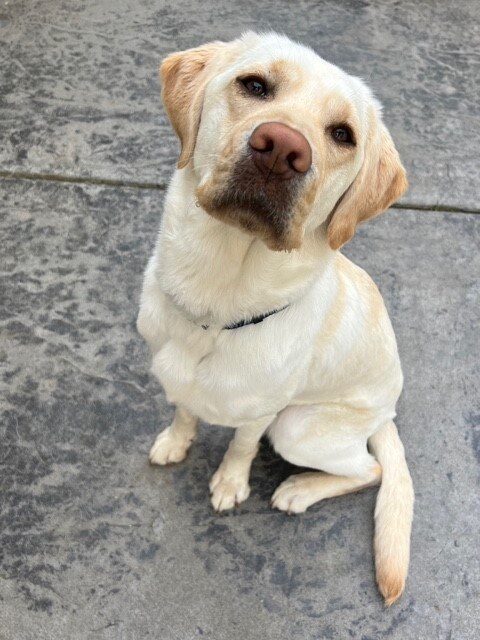 Goodall sits on grey cement. She has her head tilted to the side with her precious face looking at the camera