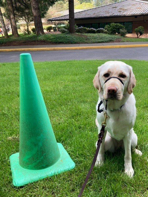 Goodall sitting on a grassy green lawn wearing her gentle leader. She is sitting right next to a kelly green traffic cone, which is taller than she is!