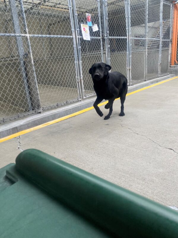 Gus is mid frolic in the community run. His front feet are off the ground, and his ears are happily fanned out.