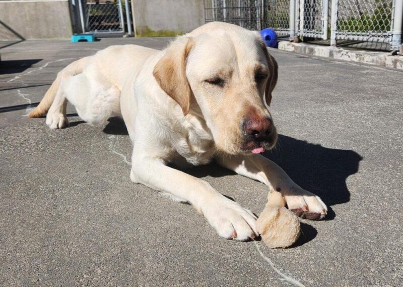 Hawking lies down in Community Run after a good play session. He has a Nylabone between his front feet and his tongue is sticking out slightly.