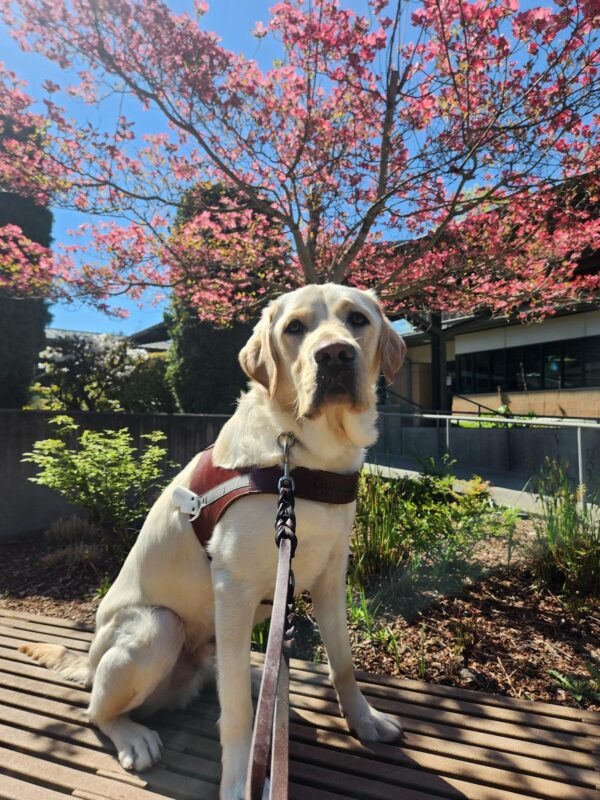 Hawking sits, in harness, on a bench on the Oregon Campus. He is looking directly into the camera and behind him is a planter of green foliage and a pink-blossomed dogwood tree.