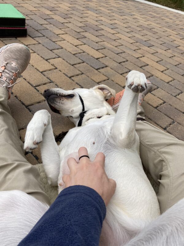 Versailles, a female, Yellow Labrador Retriever, is laying on her back with her paws in the air. She is enjoying belly rubs from her instructor.