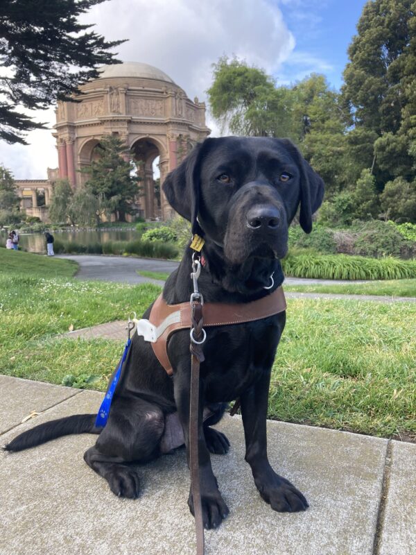 Rebecca, a female Black Labrador Retriever, sits in harness in front of the Palace of Fine Arts. Rebecca is looking at the camera and the background is lush with green grass, spring flowers, and a pond.
