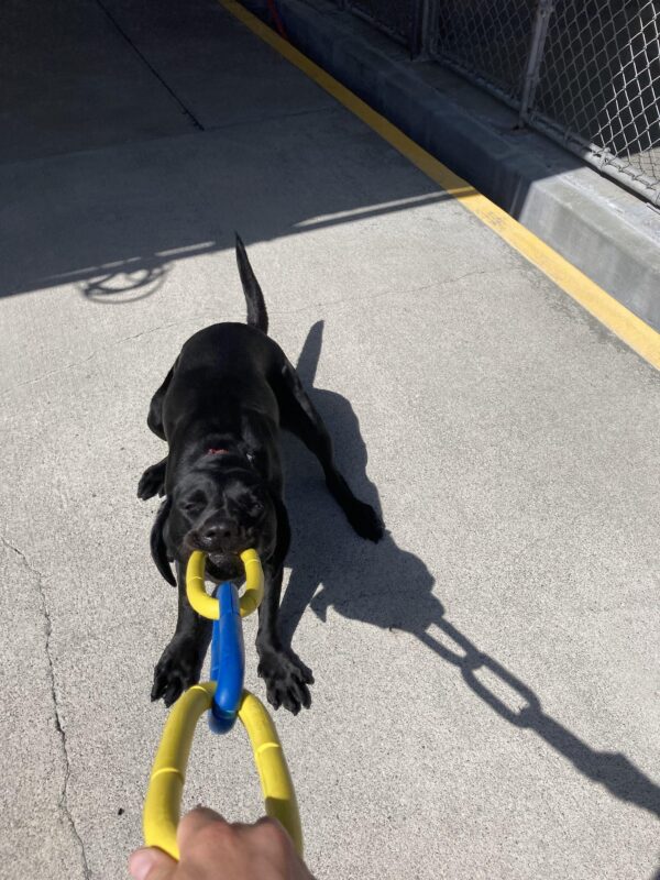Rebecca, a female Black Labrador Retriever, is actively tugging with a yellow and blue three ring toy. Her eyes are squeezed shut in play.