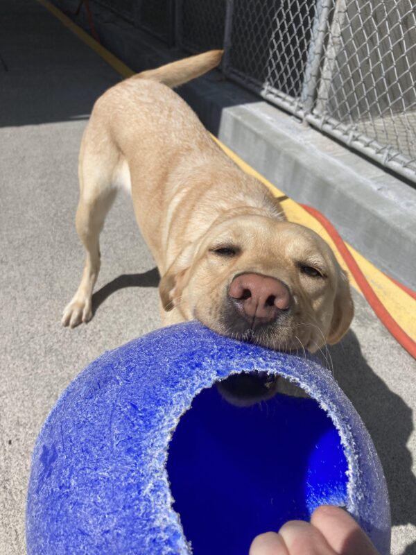 Grateful, a female Yellow Labrador Retriever, is engaging with a blue Jolly Ball. The large plastic ball with large holes is in her mouth and she is facing the camera.