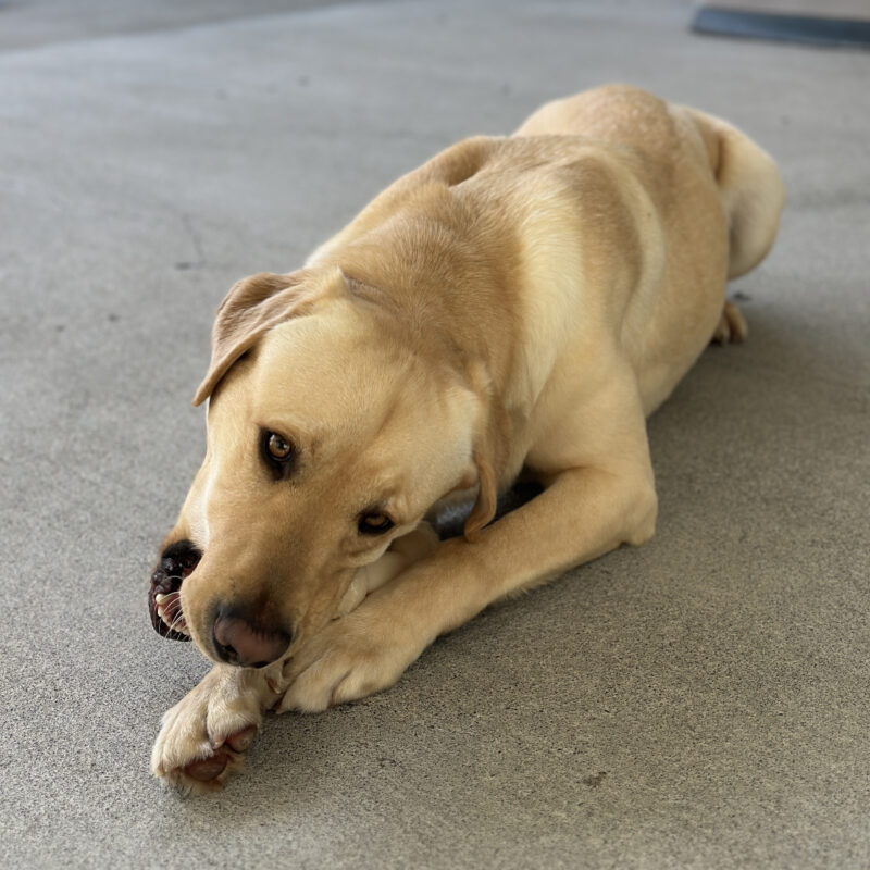 Madden laying on cement, chewing on a Nylabone.