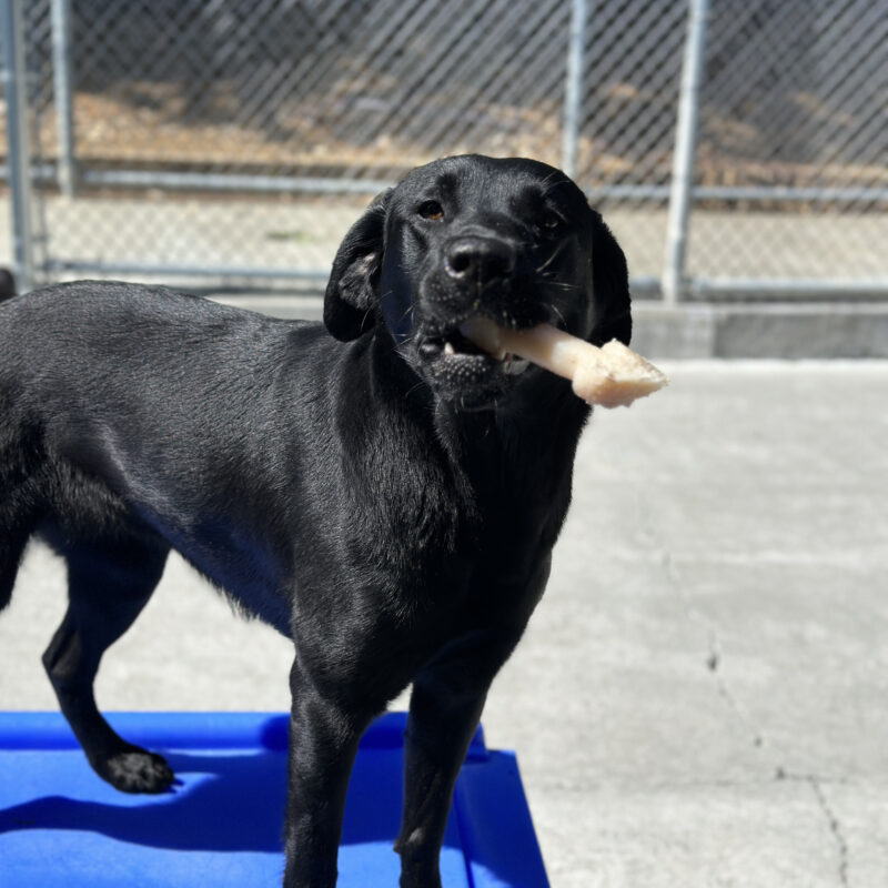 Natalia standing on a blue play structure with a bone in her mouth.